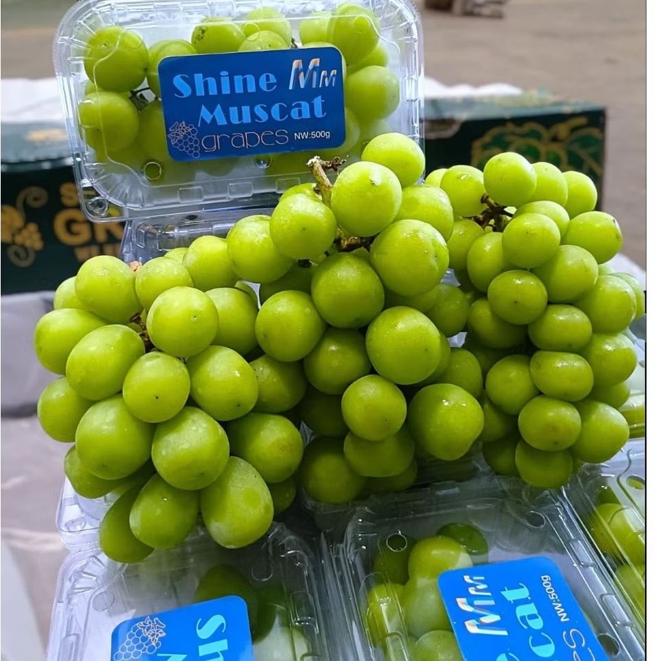 

Anggur Shine Muscat pack/500 gr
