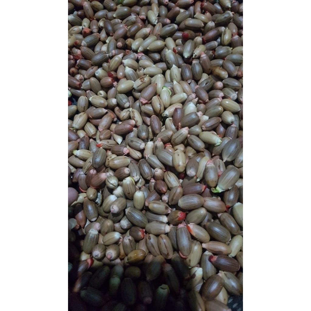 

Biji Melinjo Harga Grosir