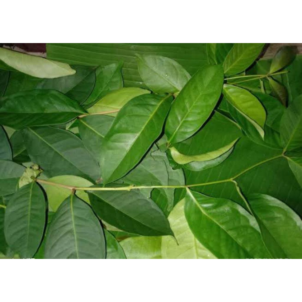 

Daun Salam Segar Organik