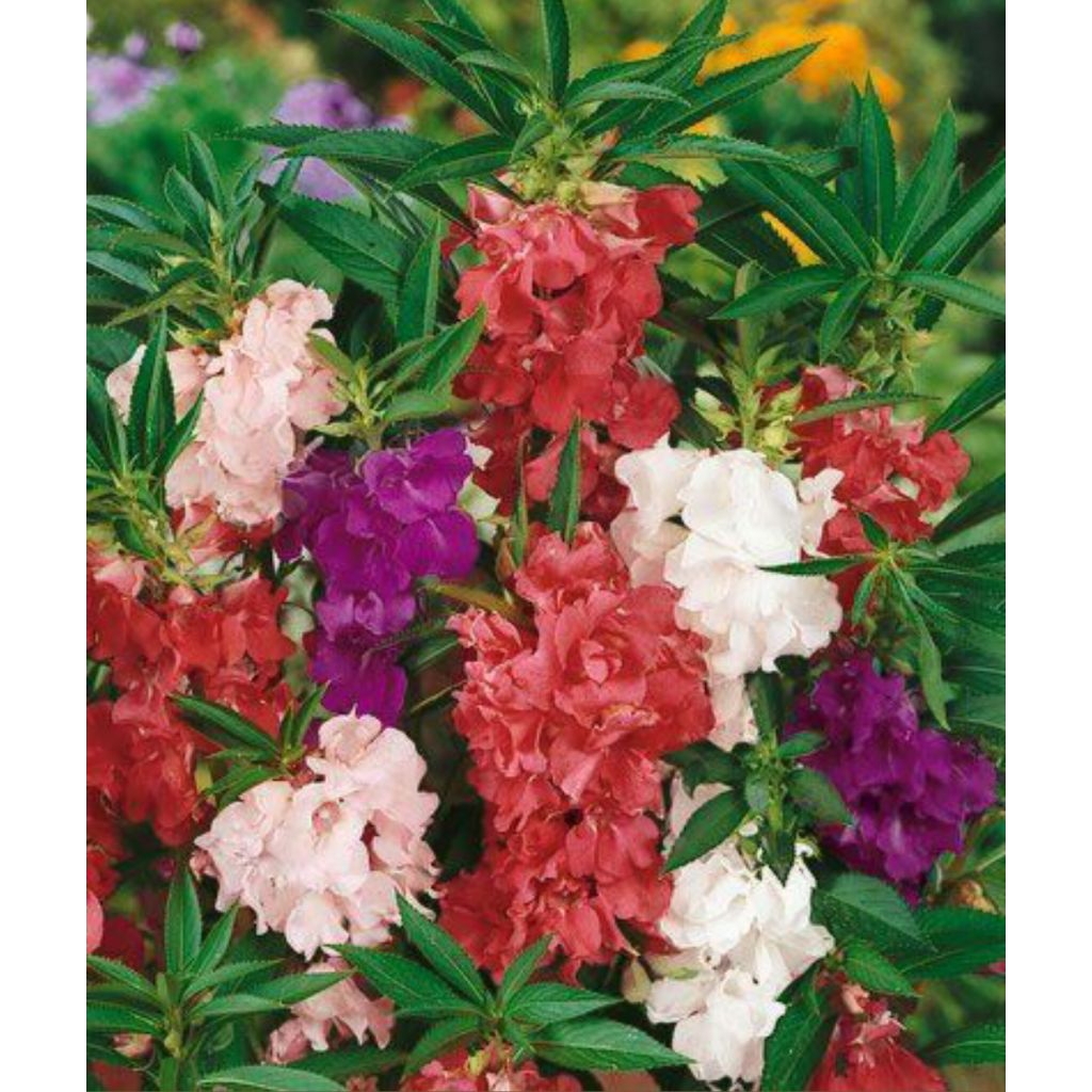 10 Biji Benih Bunga Pacar Air Mix