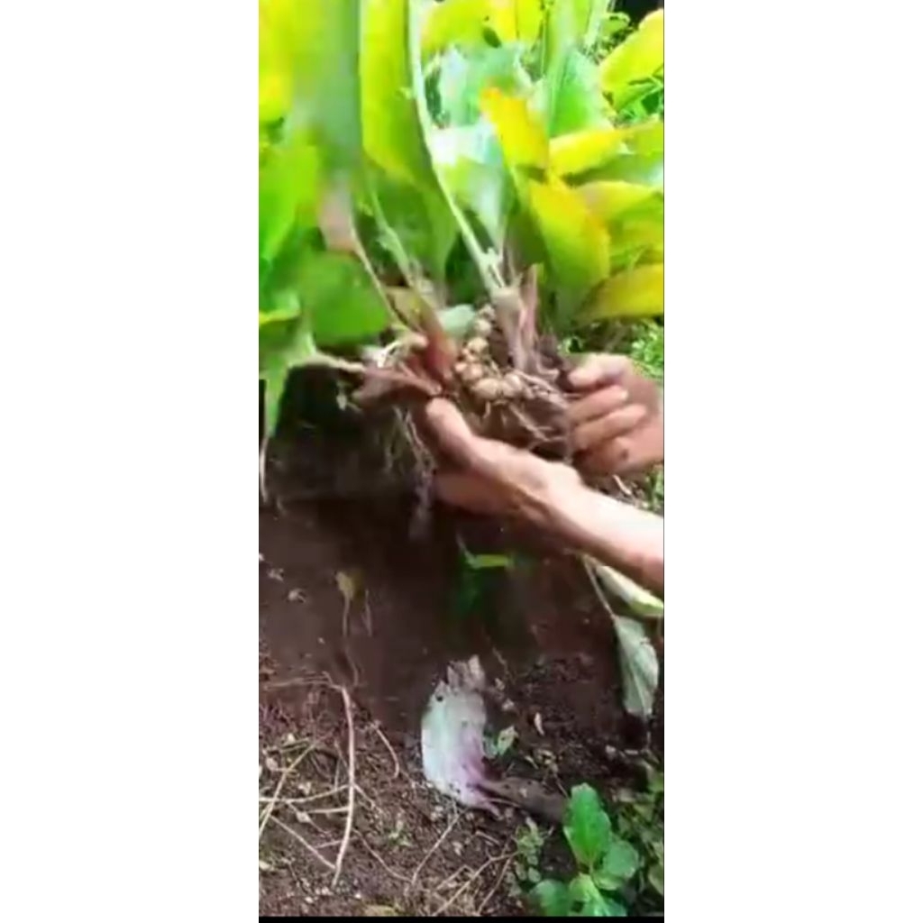 

kunyit hitam asli rimpangan langsung dari petani. harga per250g.