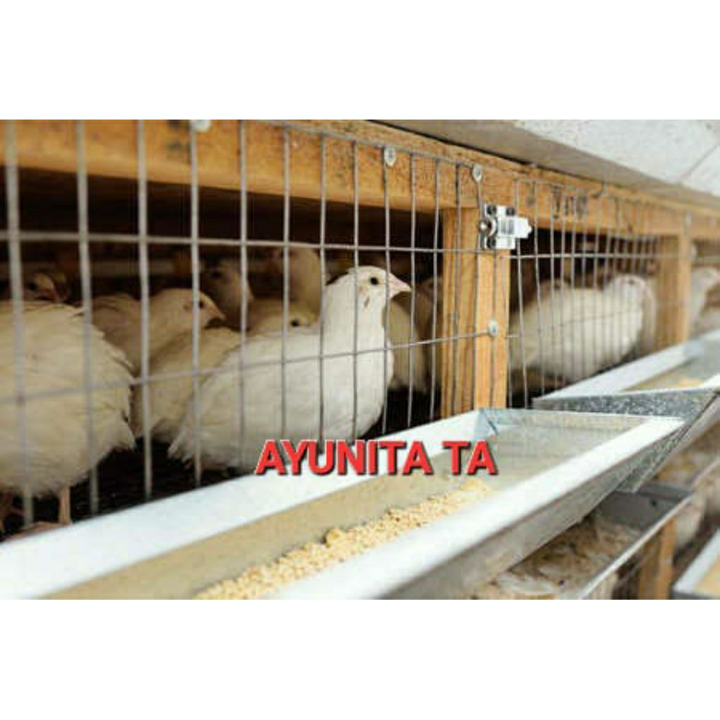 

TELUR PUYUH PUTIH MATA HITAM UNTUK DITETASKAN
