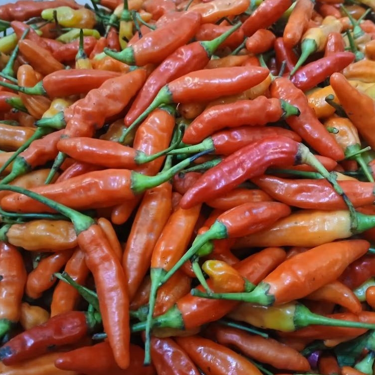 

Cabe Rawit Merah 500 gram