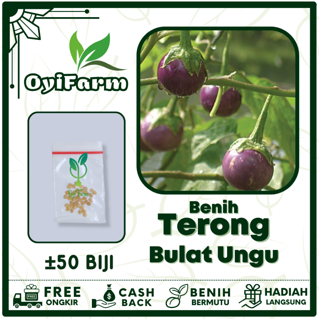 Benih Terong Lalap Ungu Bulat - Bibit Terong