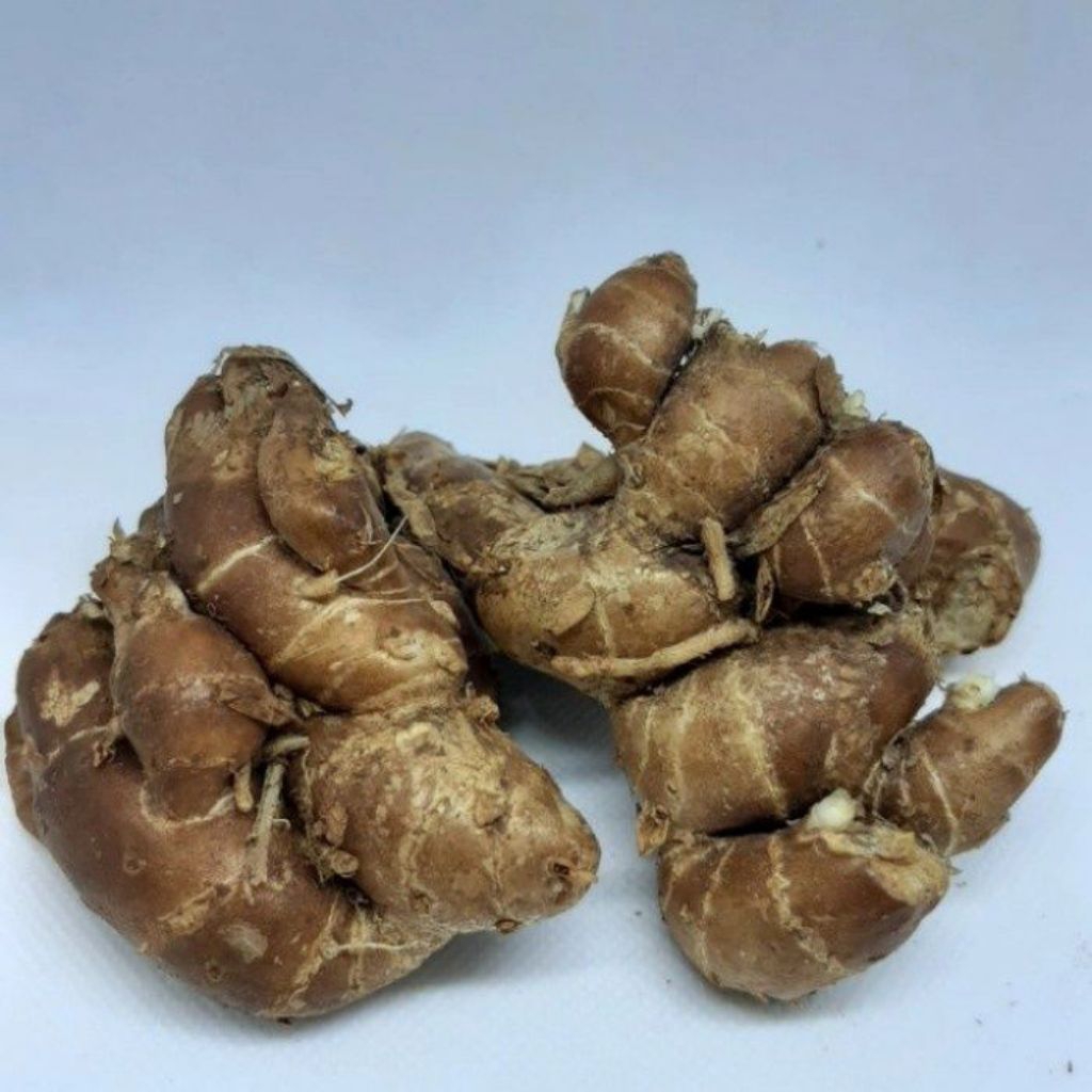 

Kencur Segar Fresh Murah Kualitas Super Unggur Cocok Untuk Jamu Maupun Bumbu Seblak Kencur 1KG Termurah