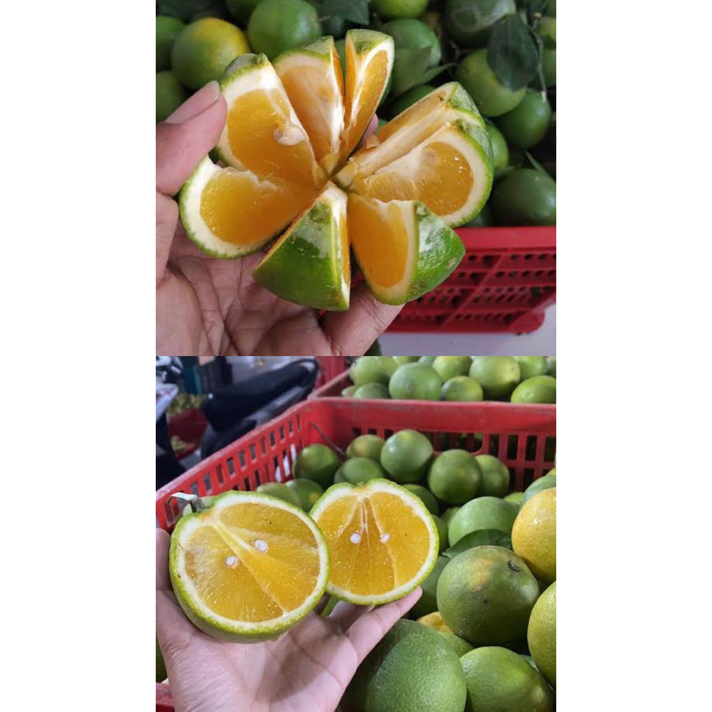 

JERUK BEBY JAVA Maniss!!