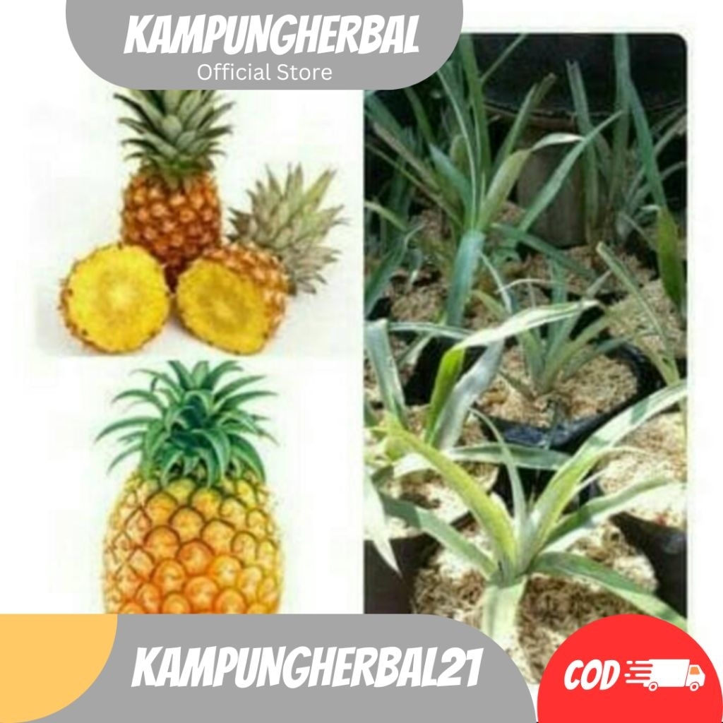 BIBIT NANAS MADU MD JUMBO NANAS SUBANG_NANAS BAGONG SIAP TANAM