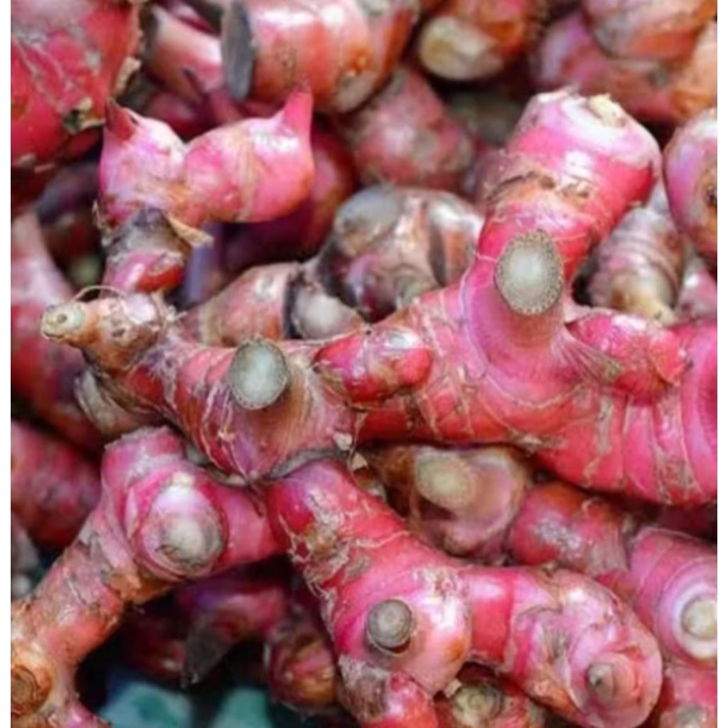 

Lengkuas/laja segar bersih 500g