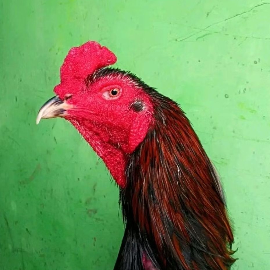 

telur ayam Bangkok asli original petarung thailand bisa untuk di tetaskan