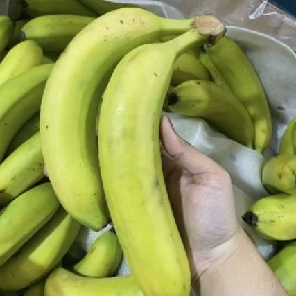 

Buah pisang cavendis Sunpride manis segar -+1 kg