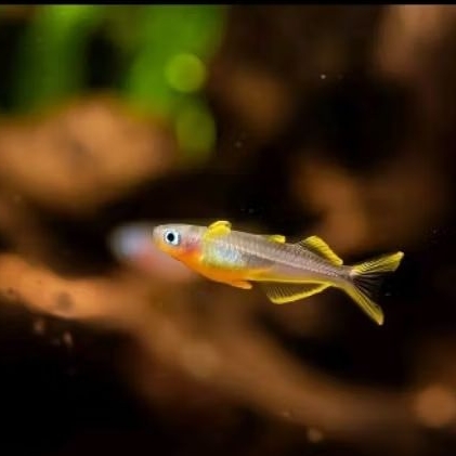 ikan furcata | pseudomugil furcatus | hiasan aquarium aquascape