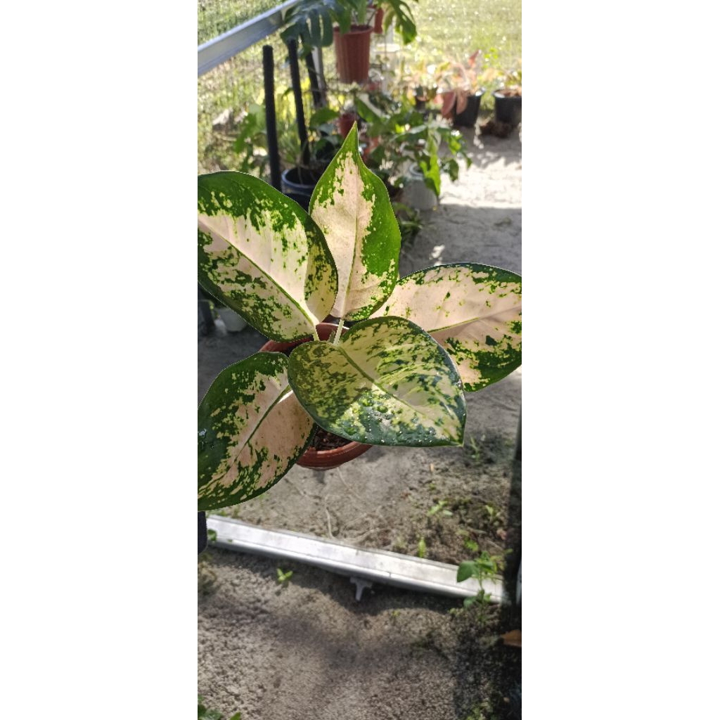 Aglonema kochin sutra