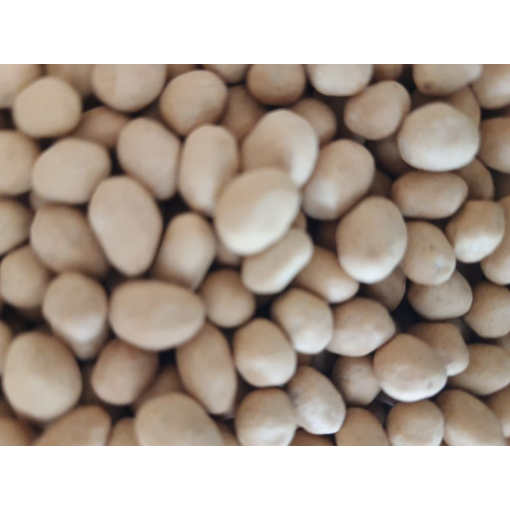 

kacang atom (kacang telor)