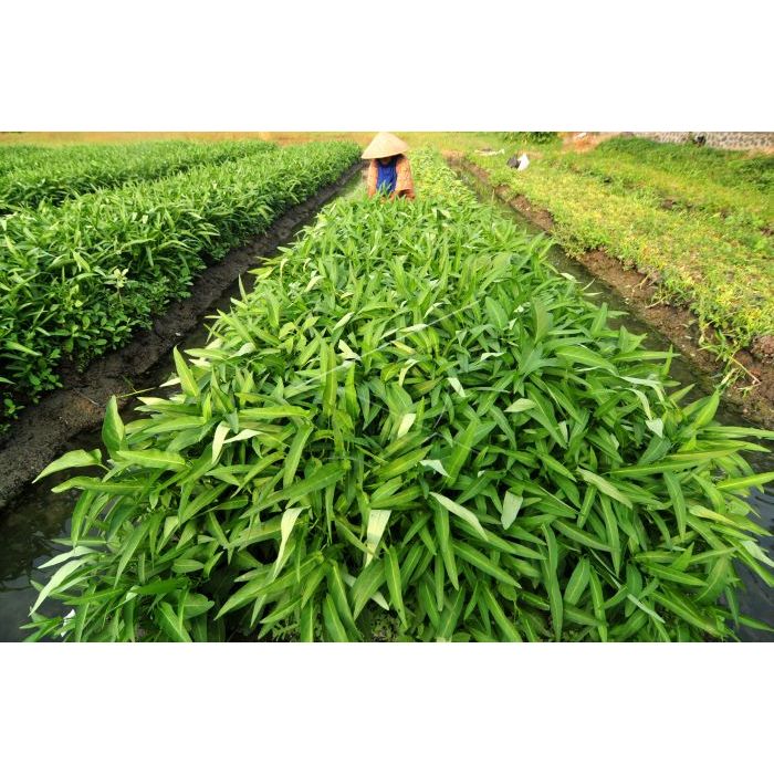 Bibit Kangkung Biji Benih Sayuran Hidroponik 200mg