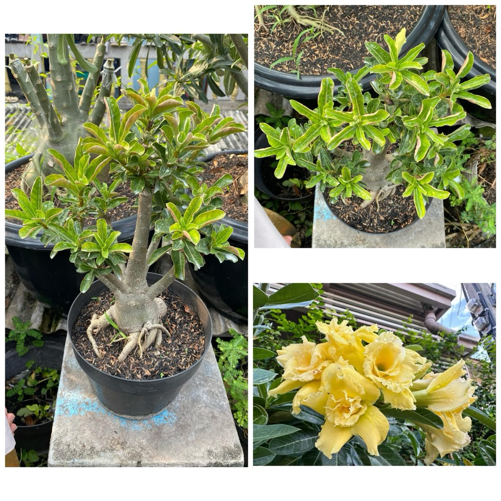 Adenium Grafting size D+ “Apricot”