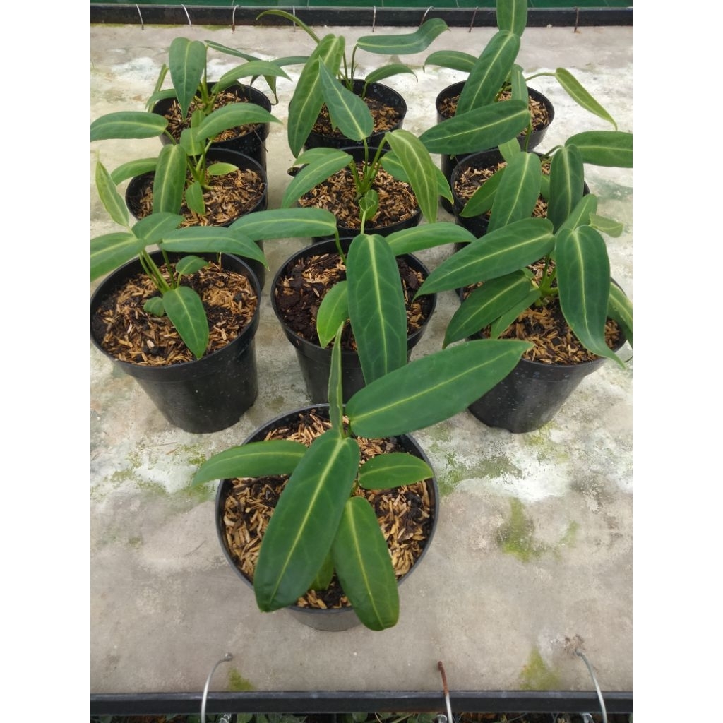 AnthuriumWAROQUEANUM