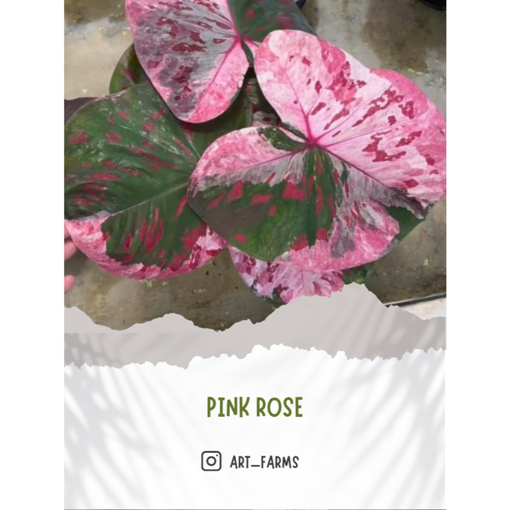 Caladium Pink Rose/ Keladi Import Thailand