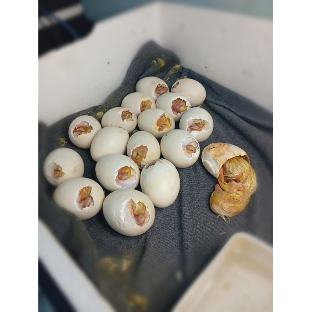 TELUR TETAS ENTOK JUMBO