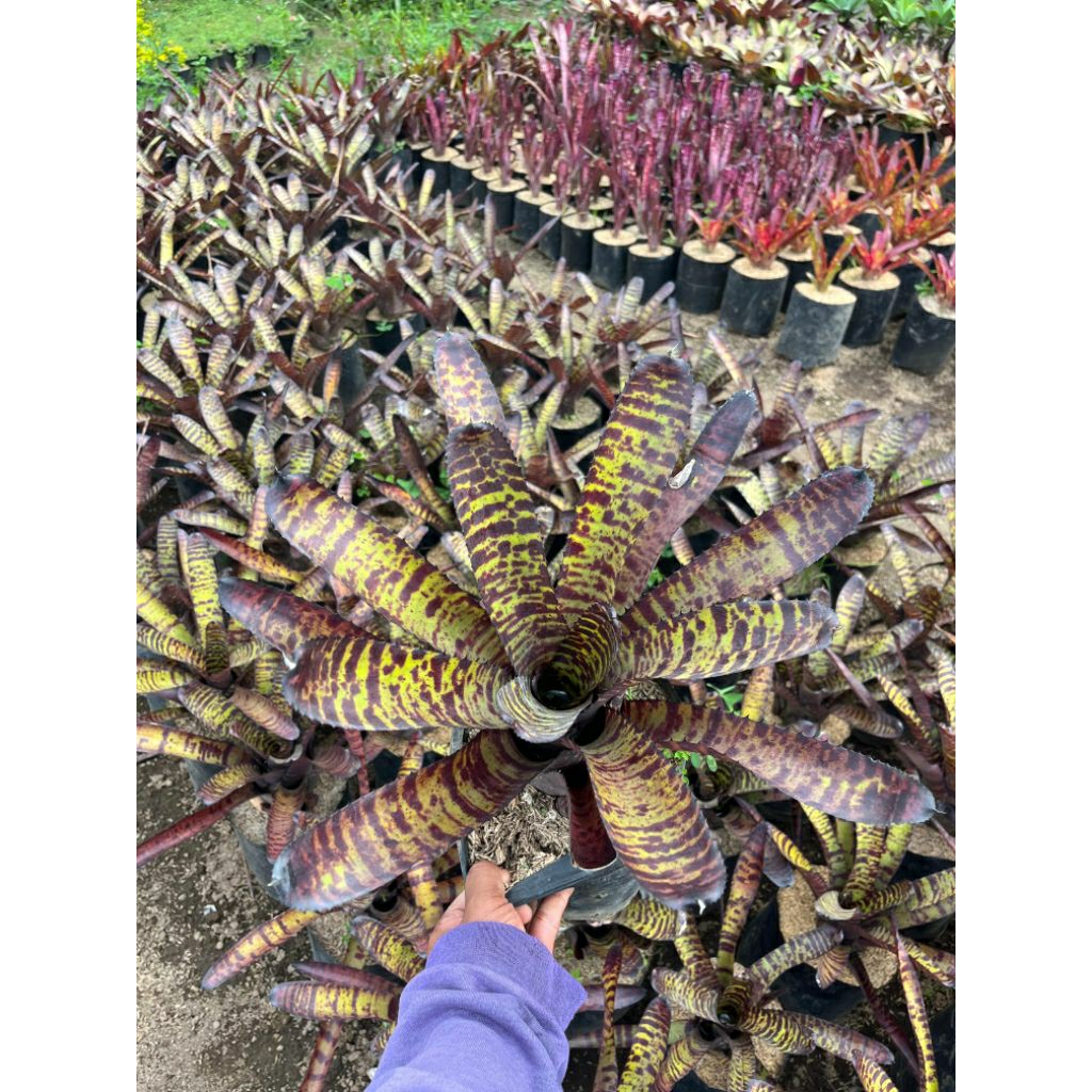 Bromelia Jaguar Black - Tanaman Hias Bromelia Jaguar Black Rimbun - Bromelia Koleksi