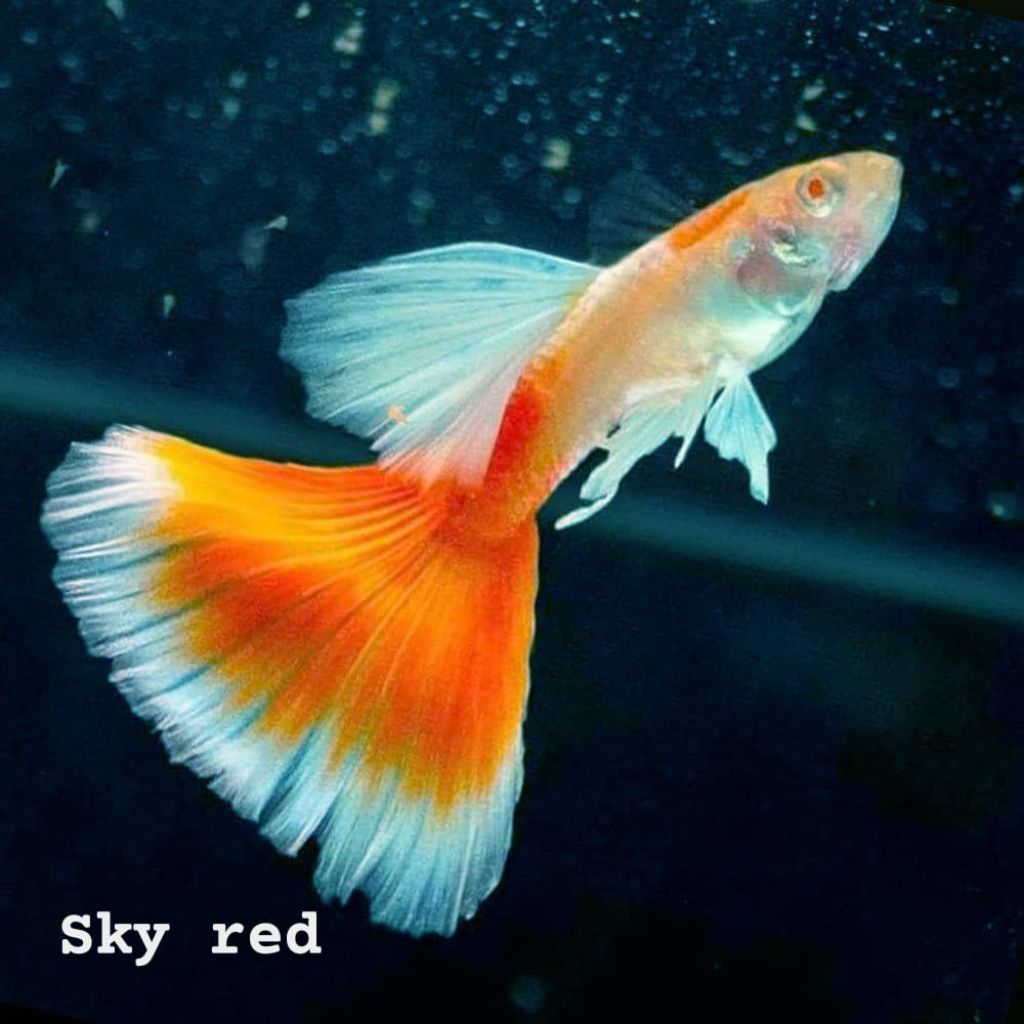 Hiasan aquarium guppy albino sky red