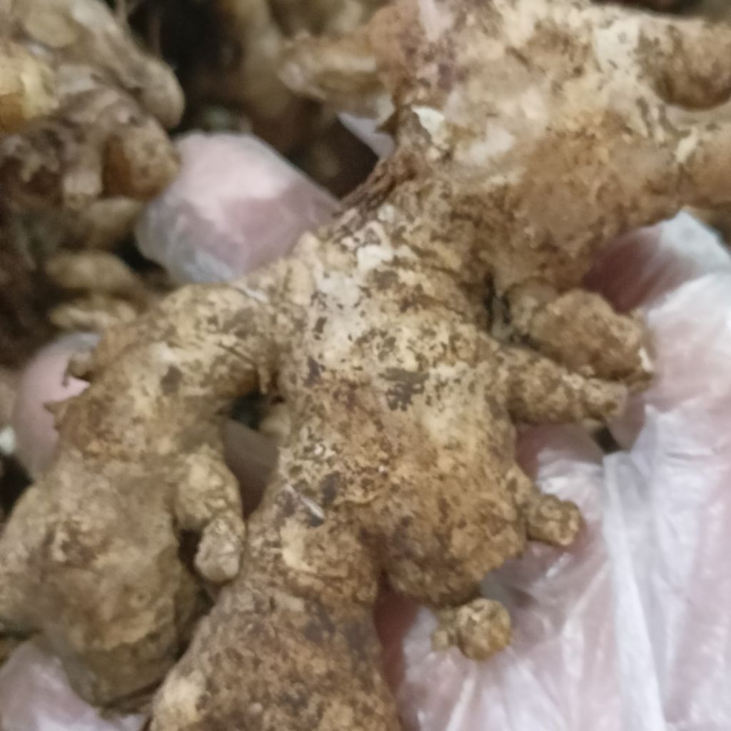 

Jahe Emprit – Rempah Alami dengan Rasa Pedas Khas & Khasiat Tinggi