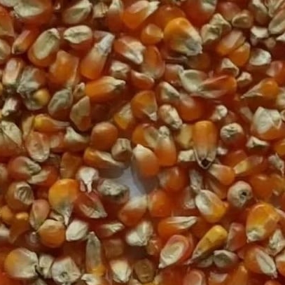 

jagung kristal probolinggo 1kg