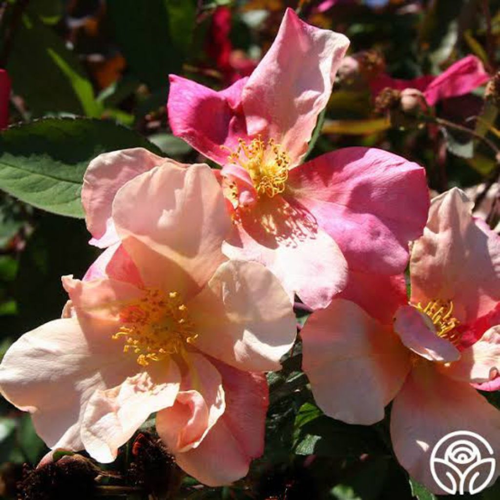 mawar Mutabilis ownroot ( pink peach kuning) dewasa / induk