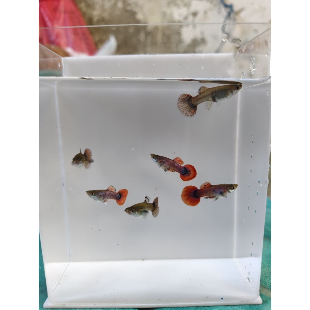guppy magenta 1pasang