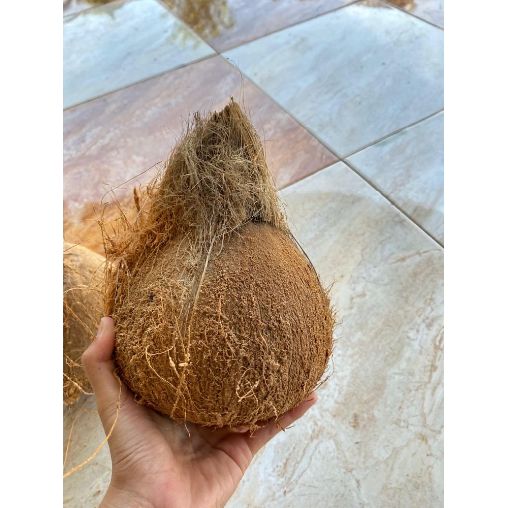 

Kelapa Tua Utuh Bahan Santan Berat Lebih Dari 1kg Free Box