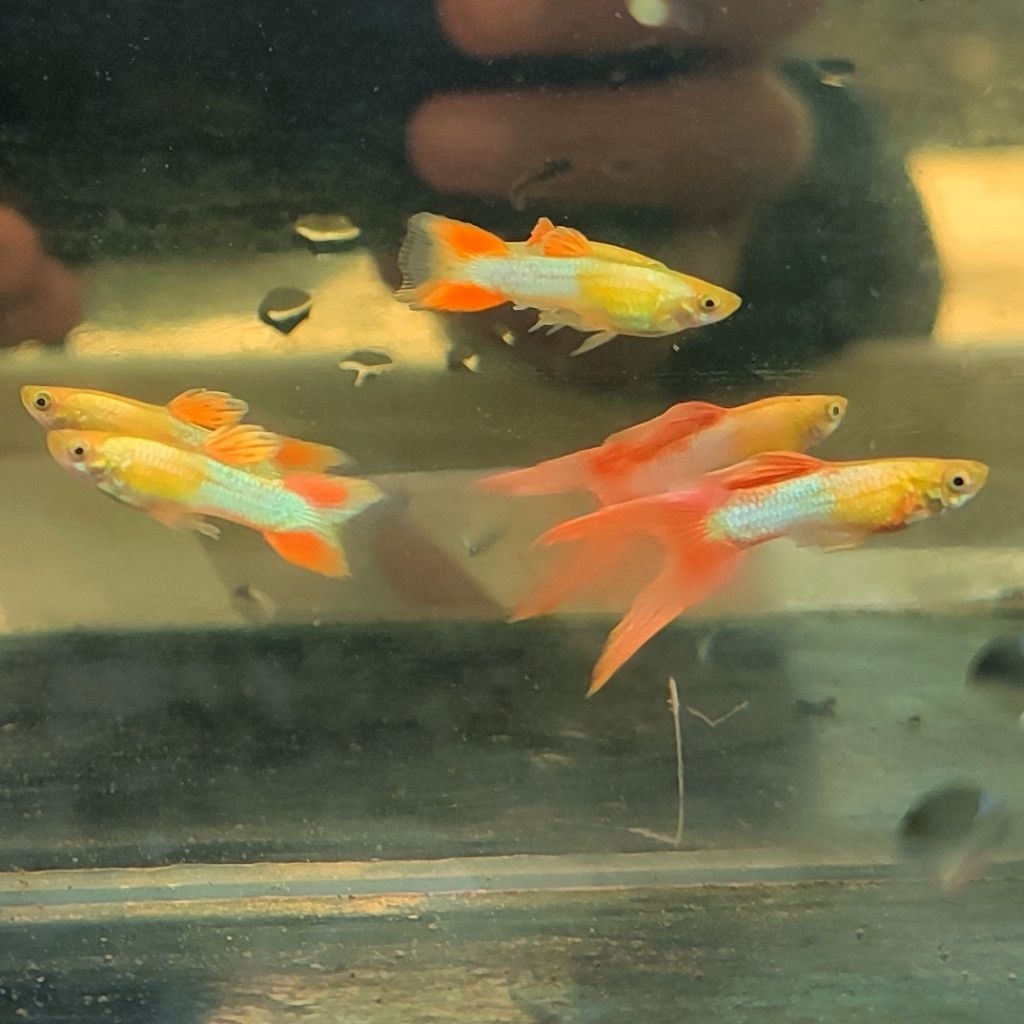 Sepasang Guppy Double Sword (2 ekor)