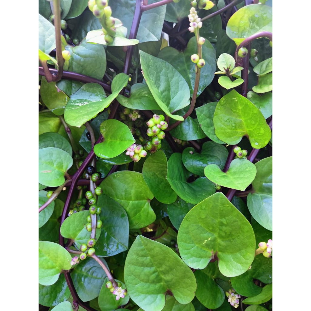 

daun binahong segar 50 lembar