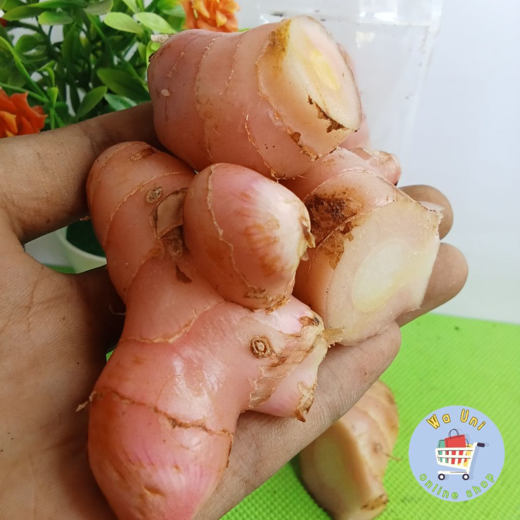 

Leungkuas - laja segar 100 gram - bumbu dapur - rempah segar - herbal - penyedap