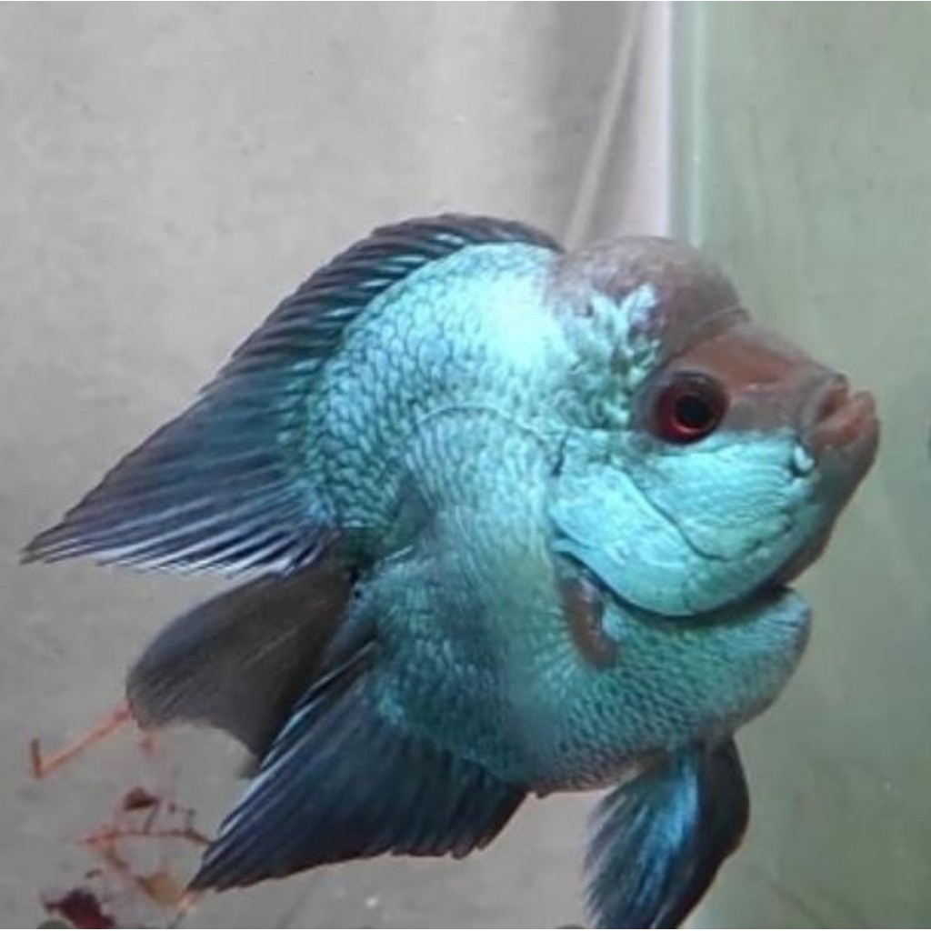 Louhan Bonsai Shortbody Thaisilk