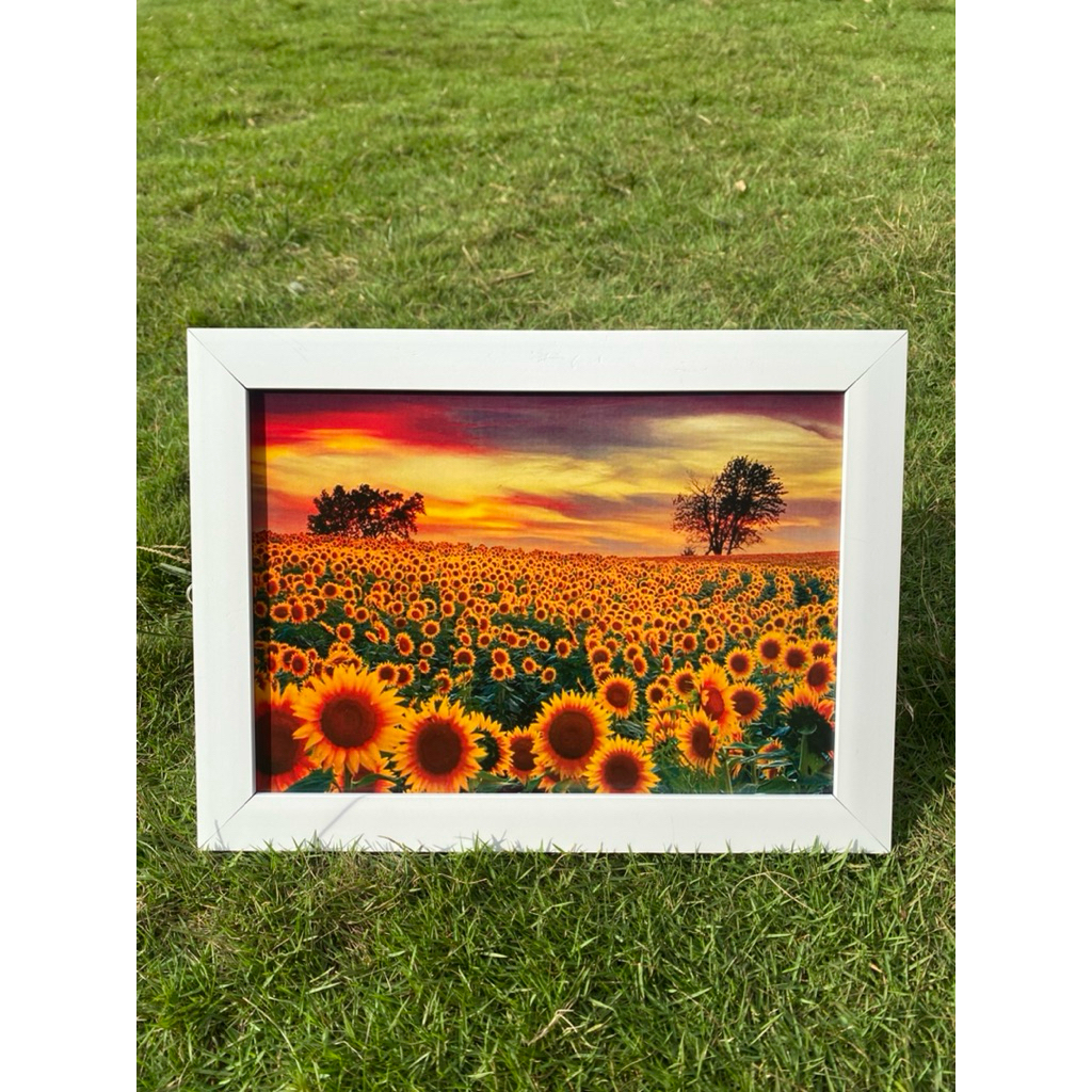 hiasan dinding gambar bunga matahari plus bingkai putih uk 66x46cm/besar