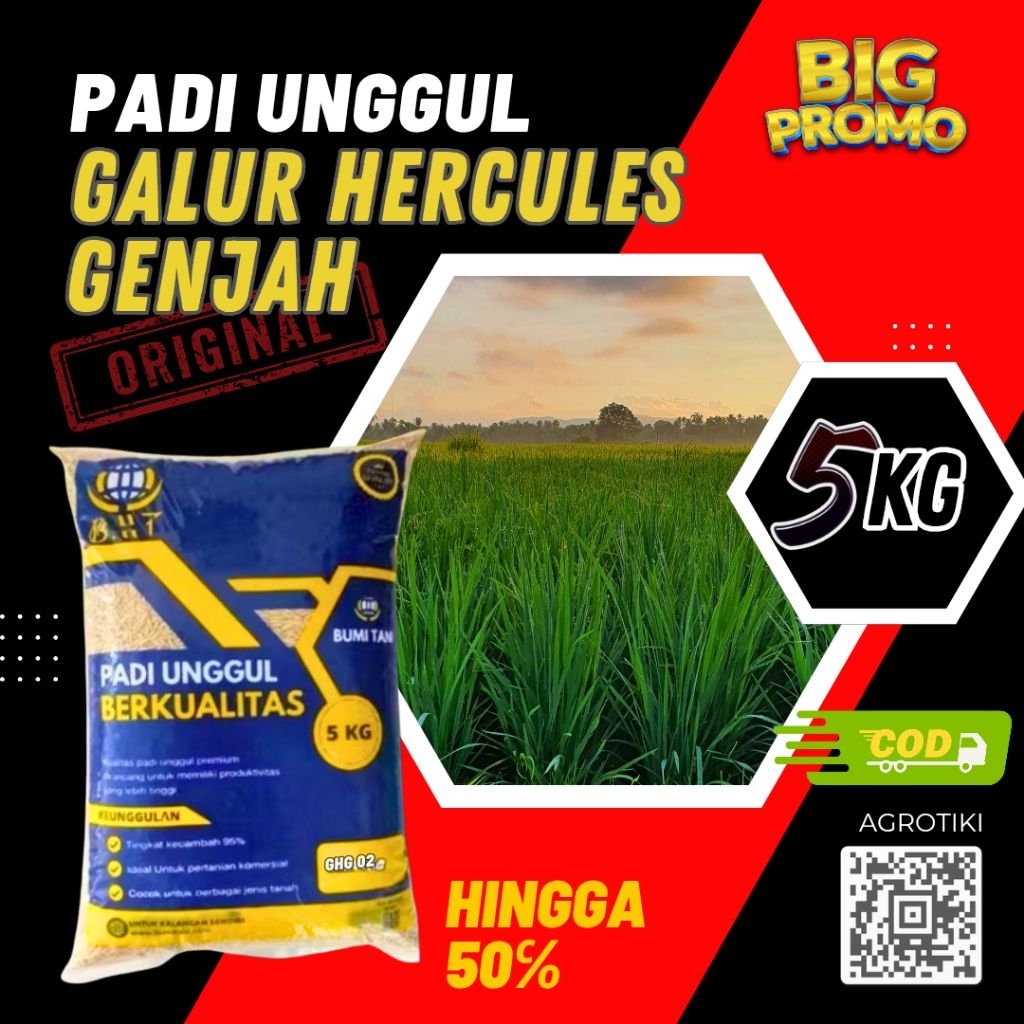 padi unggul bibit padi benih padi ghg 02 original kemasan 5kg