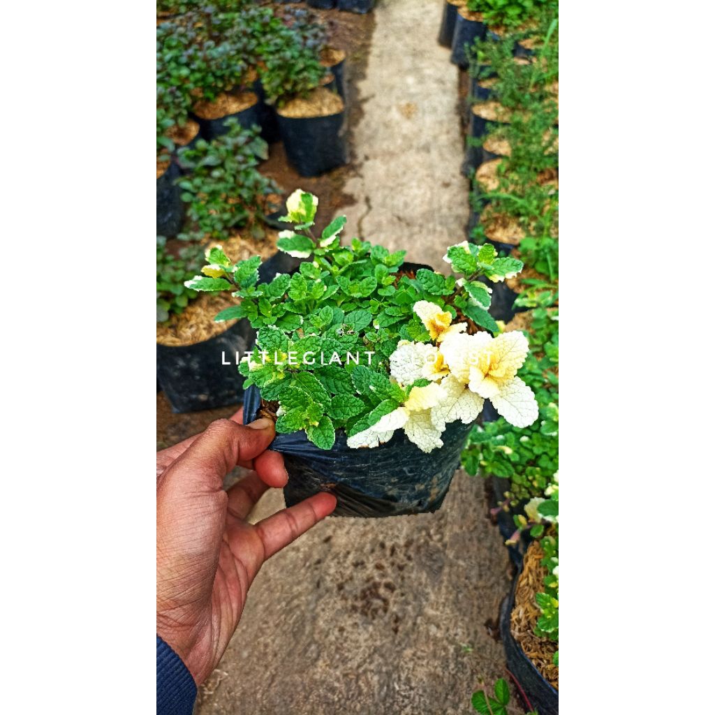 Bibit Tanaman Pineapple Mint/ Nanas Mint Asli