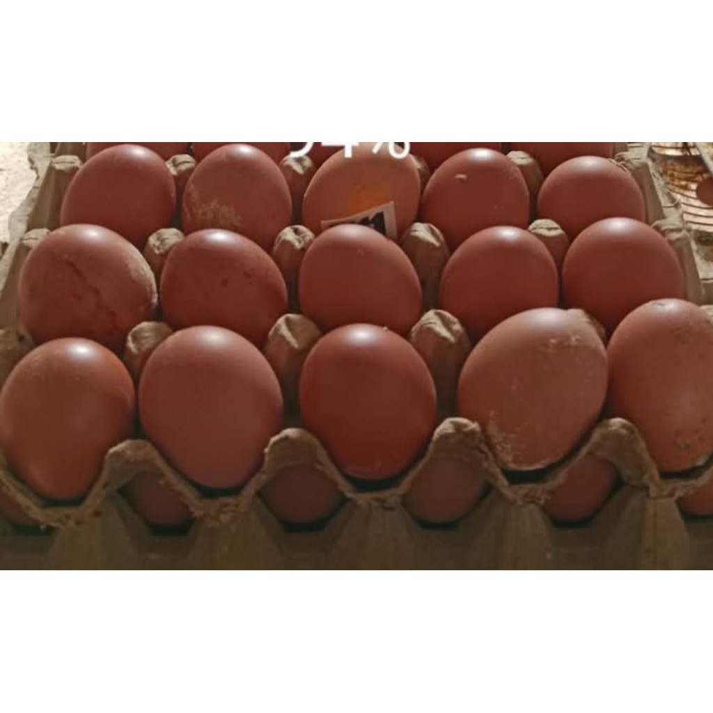 

Telur Ayam Negeri Fresh 1kg