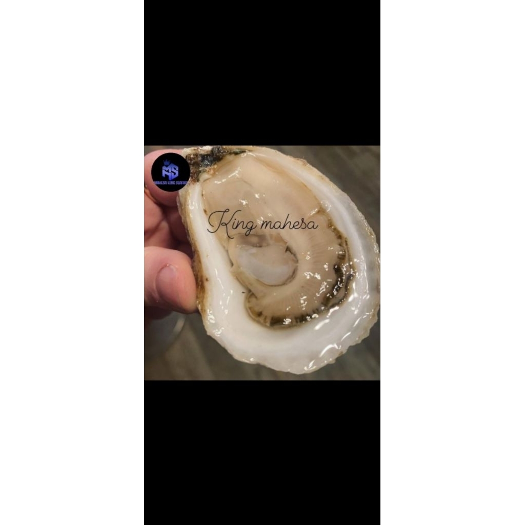 

kerang tiram oyster fresh seafood perkilo