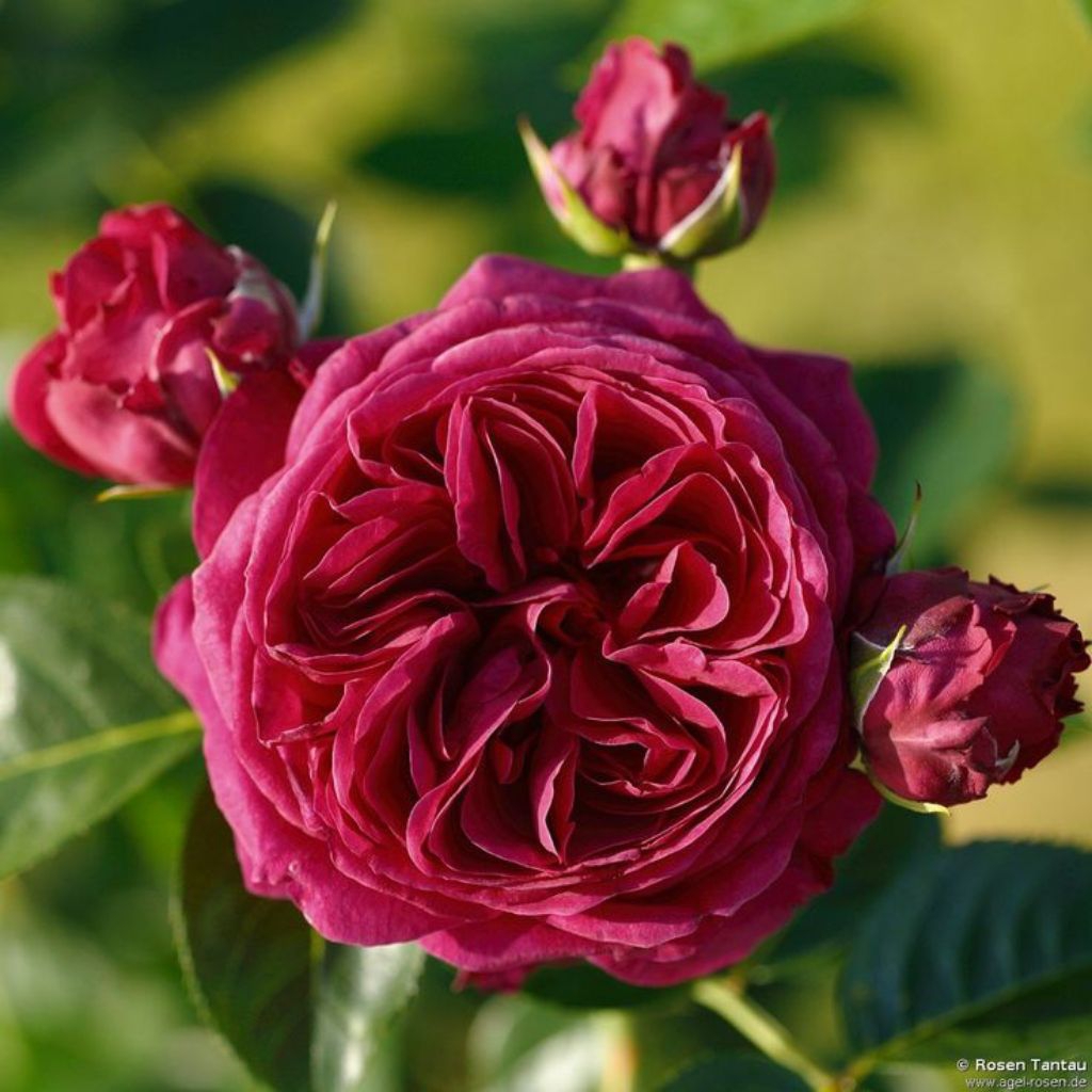 MAWAR IMPORT JAPANESE - YUZEN