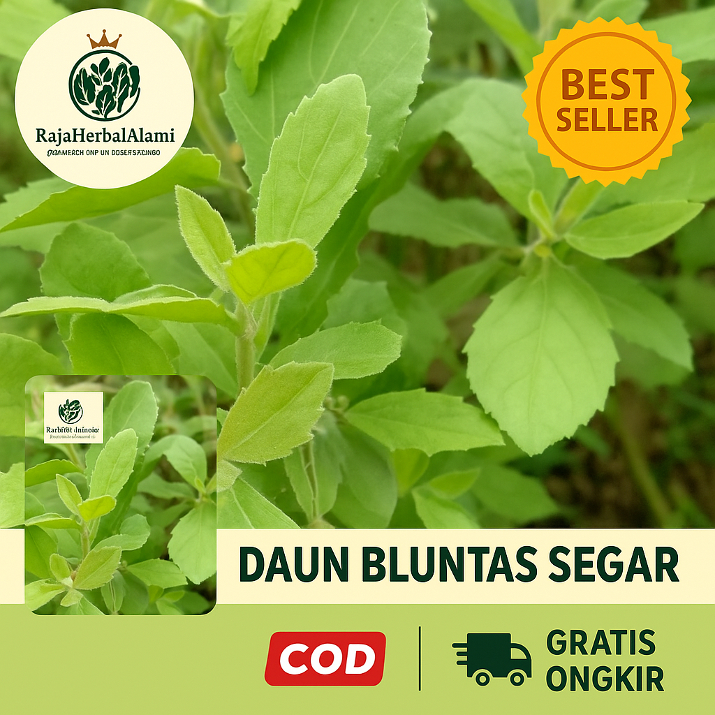 

Daun Bluntas Segar 500 Gram – Sayuran Herbal Tradisional Kaya Manfaat | Lalapan & Ramuan Alami