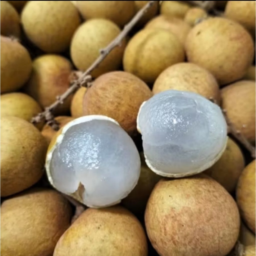 

klengkeng import segar berat 8kg