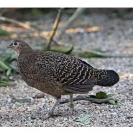 

Telur fertil ayam hutan 2pcs jaminan menetas