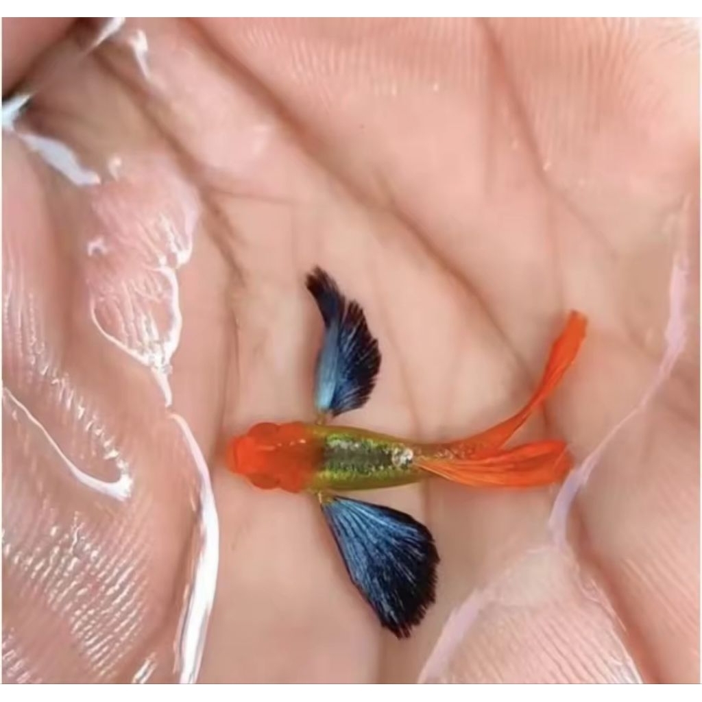 Stiker Guppy Platinum Red Tail Dumbo Ear Koi / PRTDE Koi (J/B)