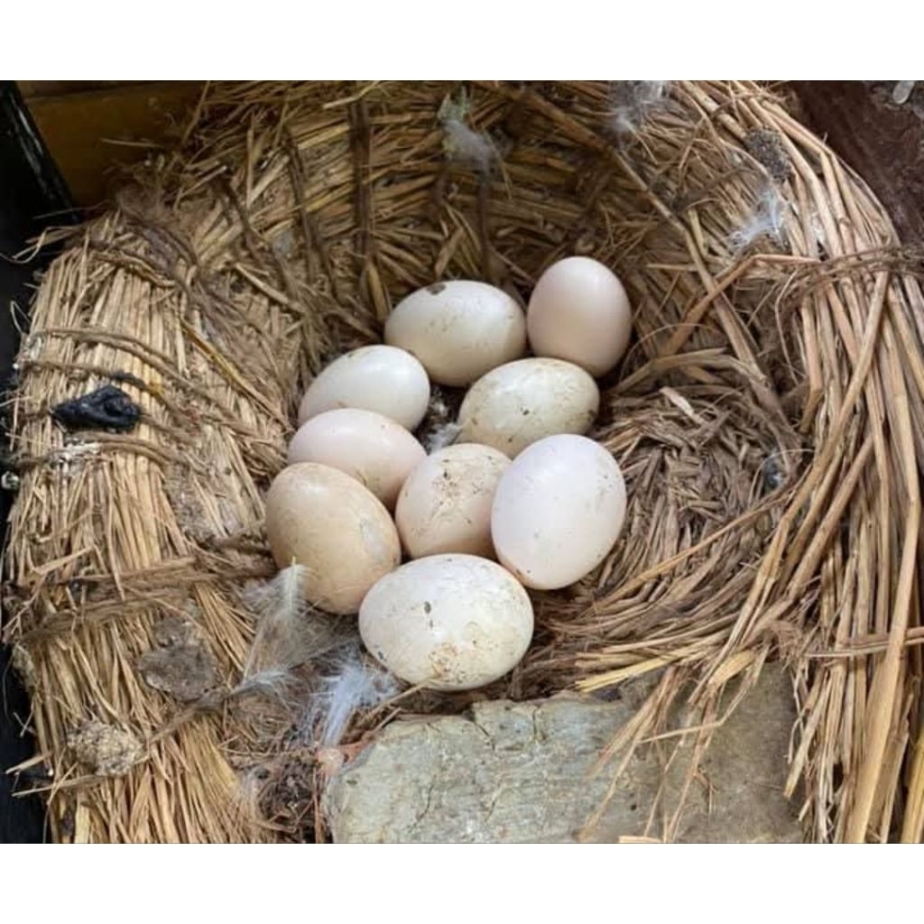 Telur Tetas Ayam American Silkie