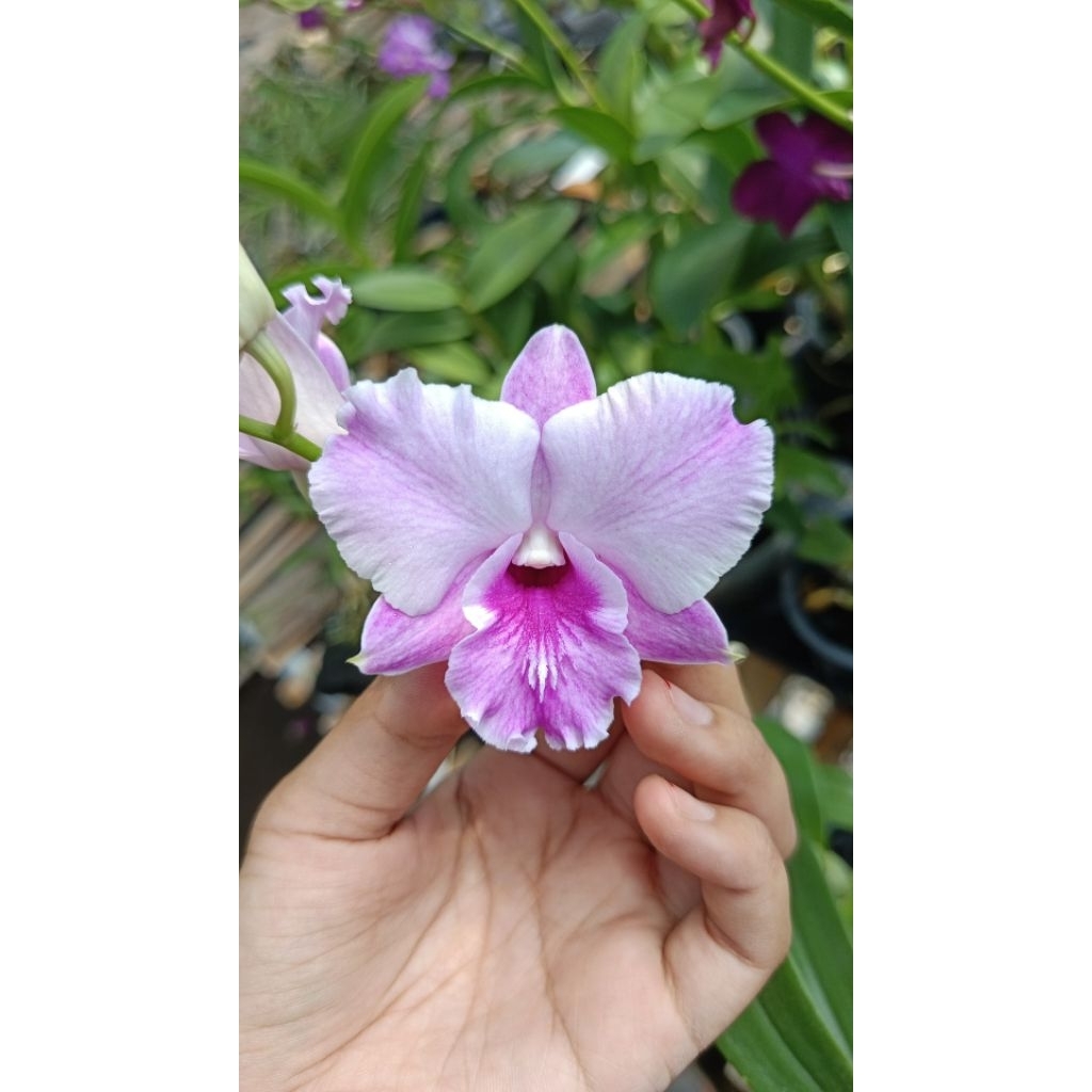seedling/bibit anggrek dendro