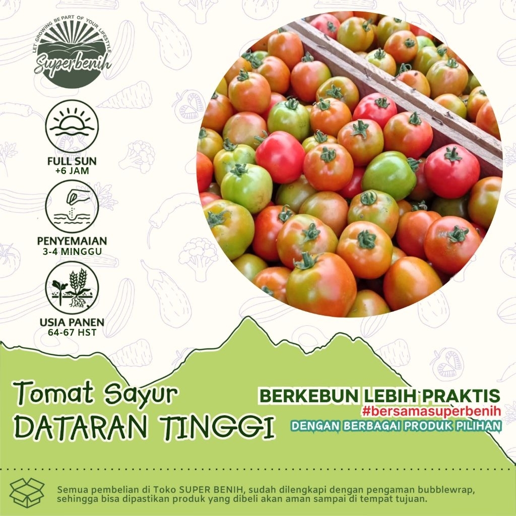 10 Biji - Benih TOMAT SAYUR DATARAN TINGGI Hibrida - Bibit Tomat Premium