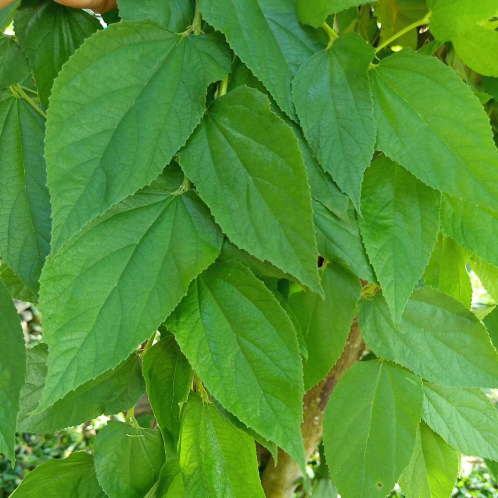 

Daun kresen segar