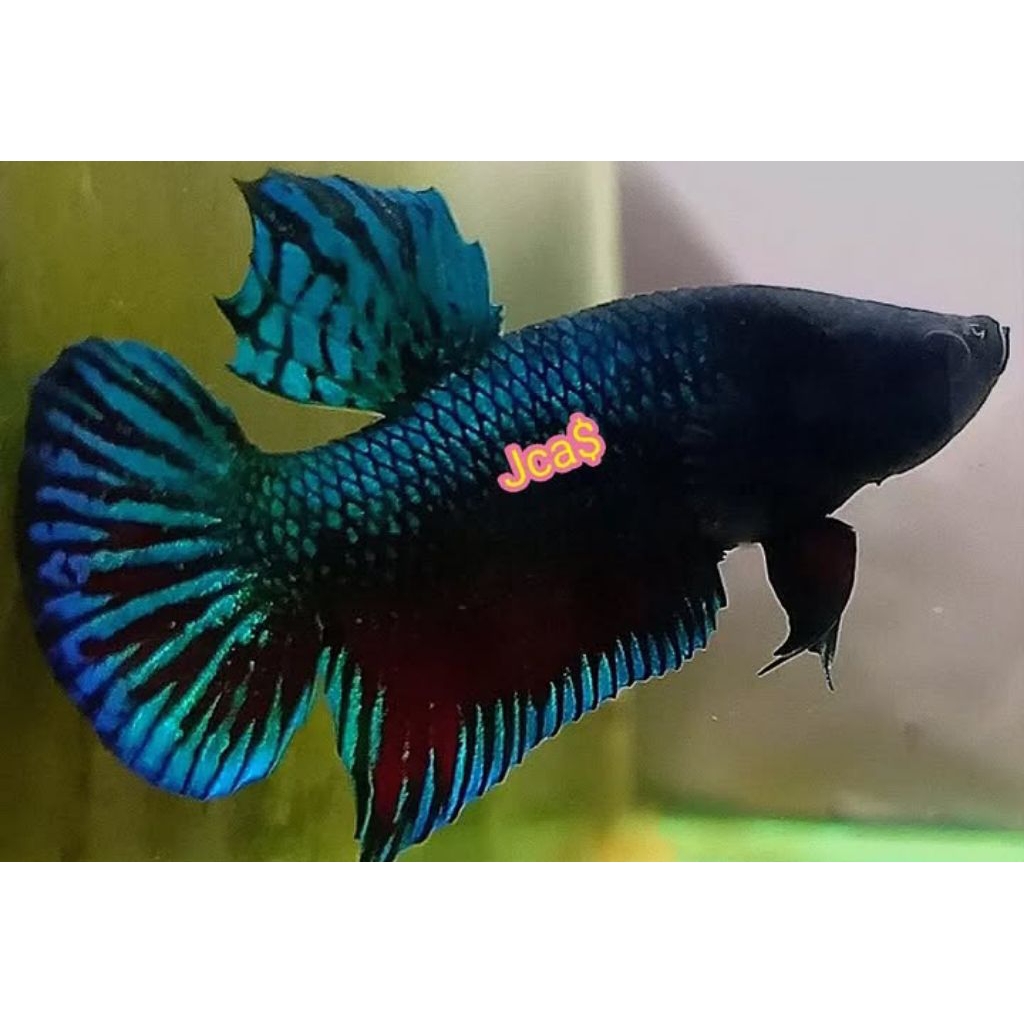 seken import sakai vvip top grade