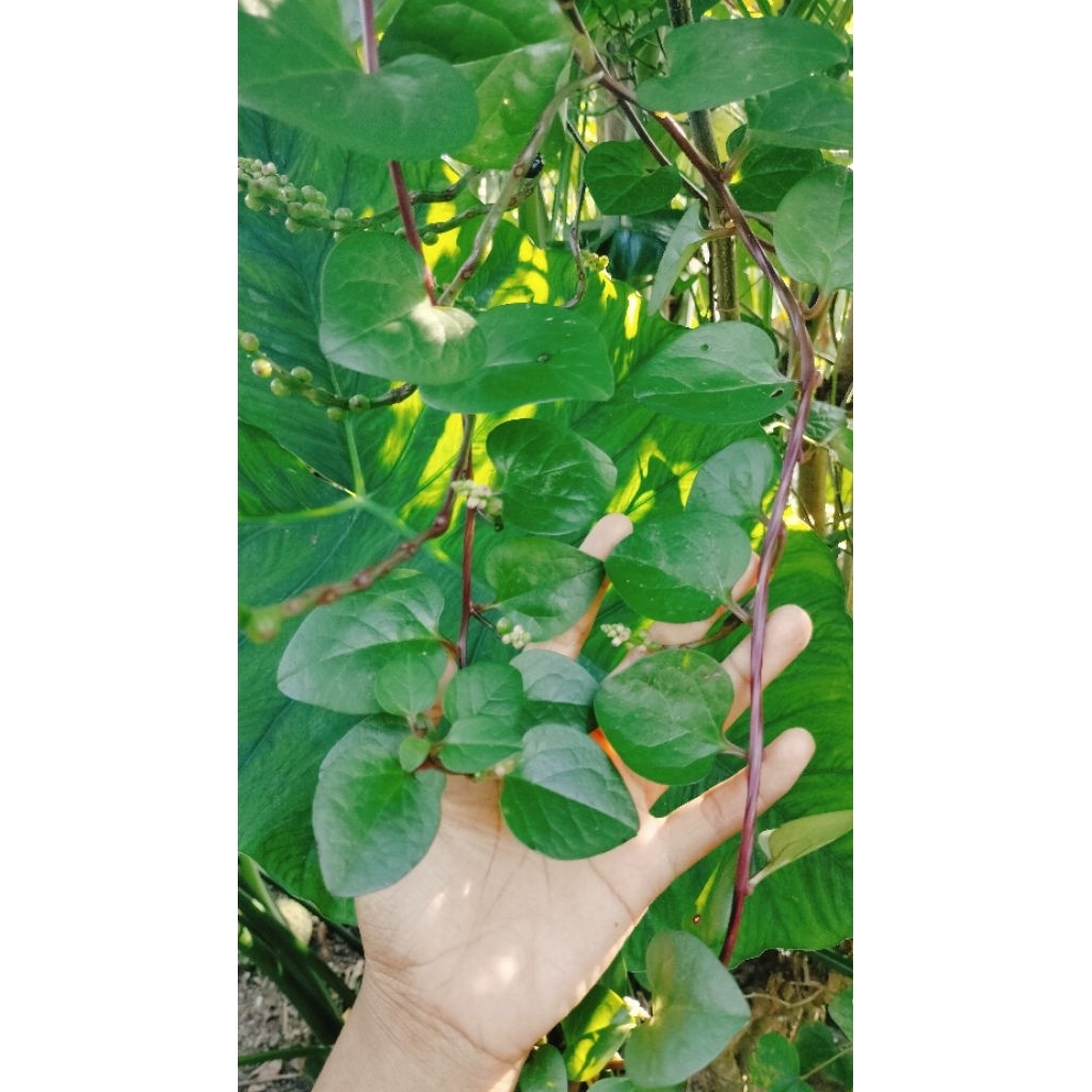 

Daun binahong merah 20lembar