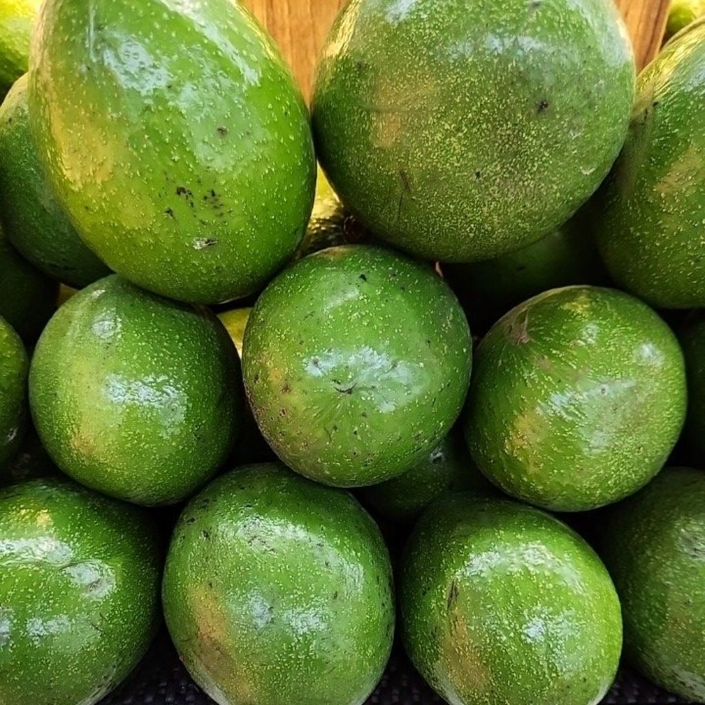 

alpokat madu premium